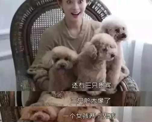 明星与流浪动物,明星与流浪动物的温暖故事