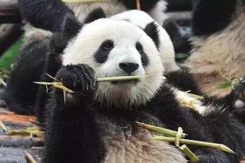 娱乐吃瓜酱熊猫